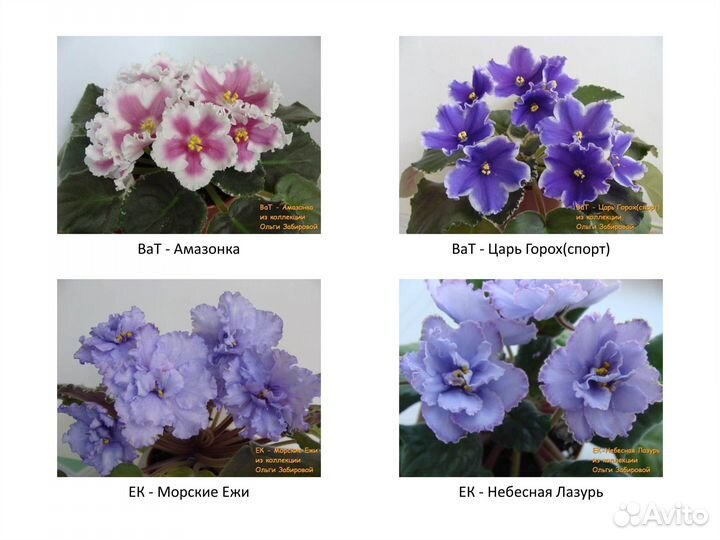Фиалки. Продаются детки сортовых фиалок. Декабрь