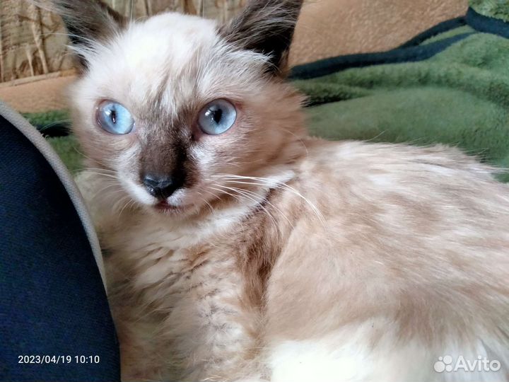 Котенок девочка в добрые руки