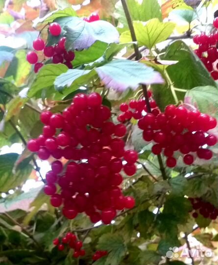 Плоды калины, боярышника, черёмухи