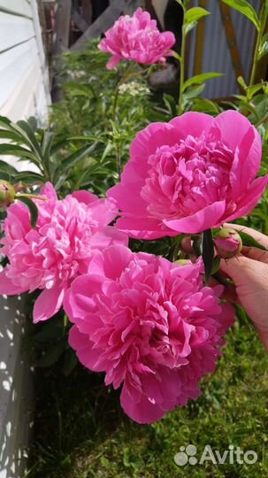 Многолетники, почвопокровные и комнатные растения