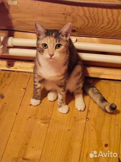 Кошка в дар