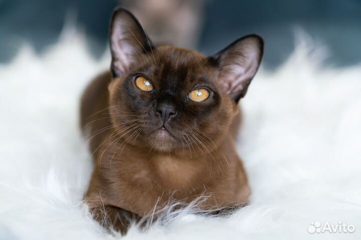 Бурманская