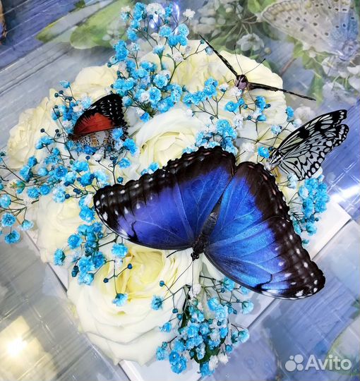 Увлекательная детская ферма тропических бабочек