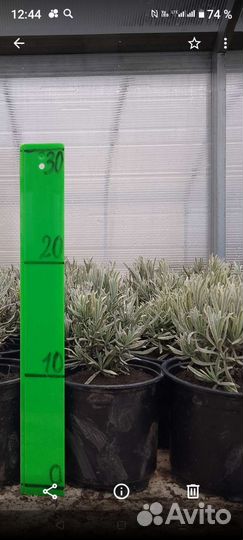 Лаванда Пестролистая