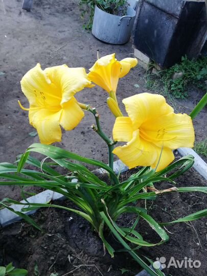 Пахистахис