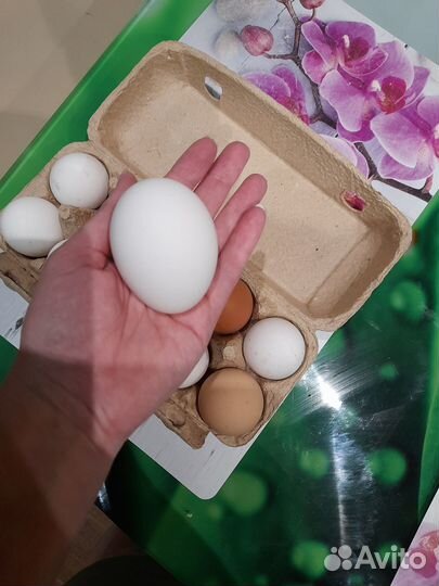 Домашние куриные яйца