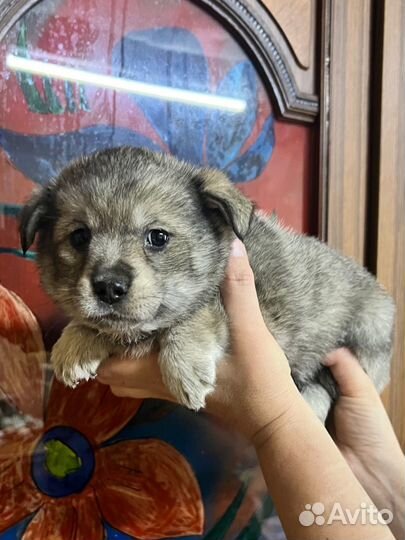 Щенки в добрые руки