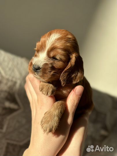 Вязка английский кокер спаниель