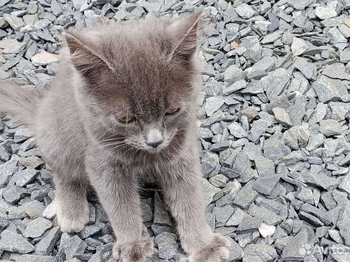 Дымчато- серые котята