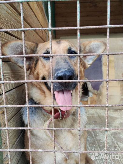 Ласковая послушная собачка из приюта ищет семью