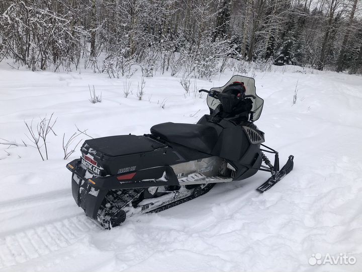 Arctic cat