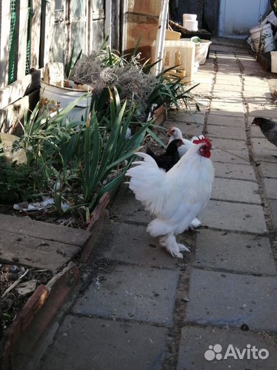 Породные куры