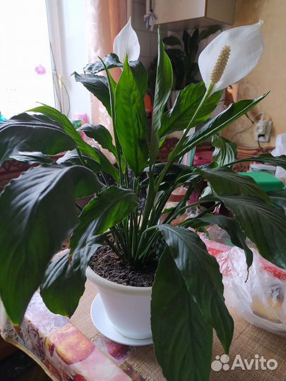 Спатифиллум