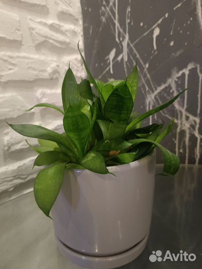 Сансевиерия растение в кашпо