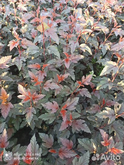 Пузыреплодник Андре (Andre)