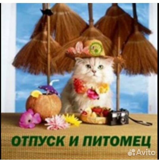 Передержка для кошек