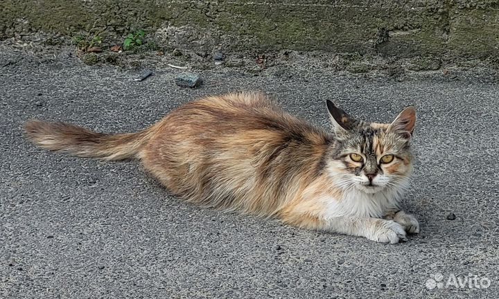 Трехцветная стерилизованная кошка ищет дом