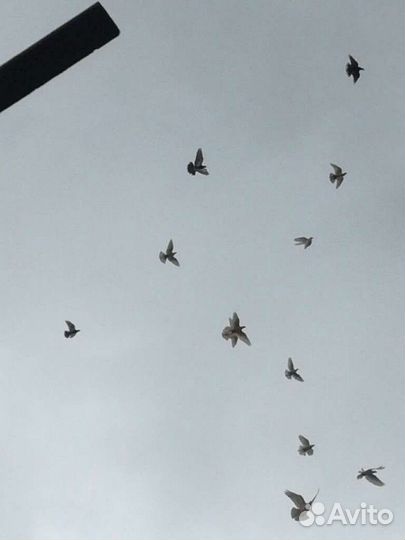 Продам (обменяю) голубей