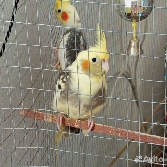 Пара, мальчик и девочка