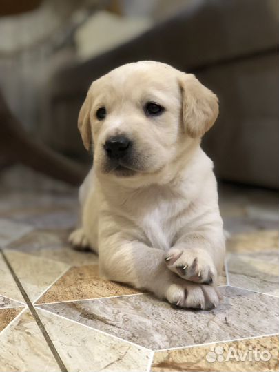 Щенки Лабрадора