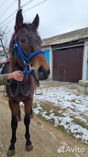 Чк верховая