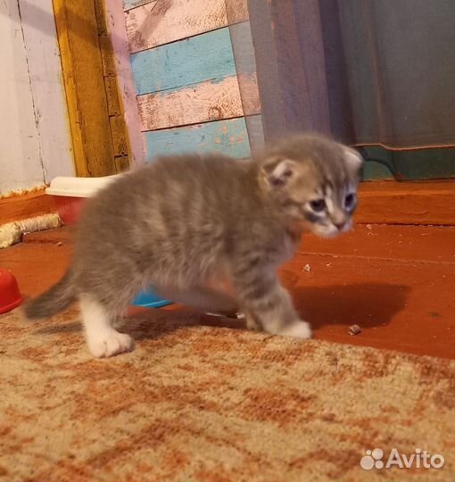 Котята британские вислоухие