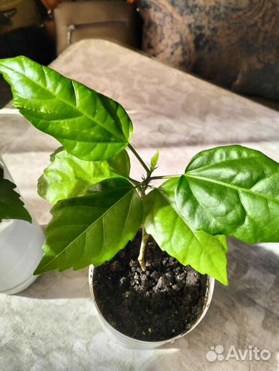 Гибискус китайская роза