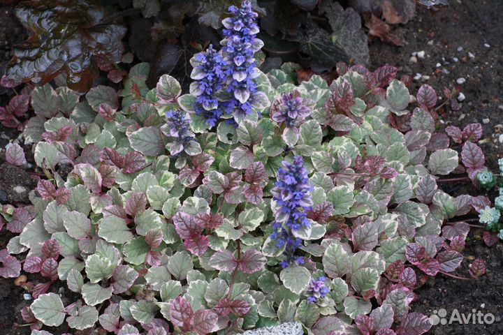 Почвопокровники и другие многолетние цветы