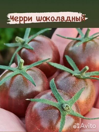 Семена коллекционных томатов черри