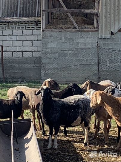 Овцы/Бараны Козы/Козлы и Ягнята