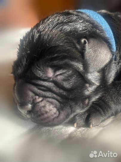 Щенки кане корсо