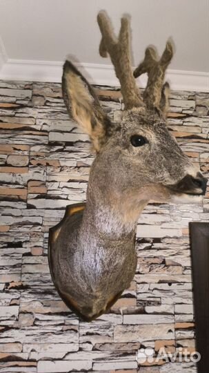 Чучело косули