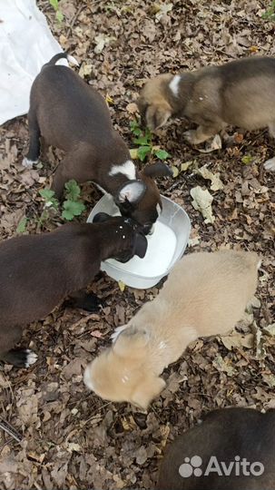 Отдам щенка в добрые руки