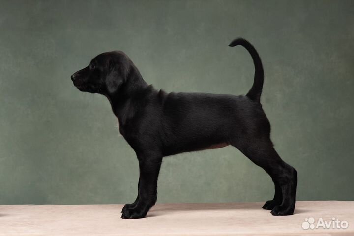 Ксолоитцкуинтли в шерсти собака ксоло щенок