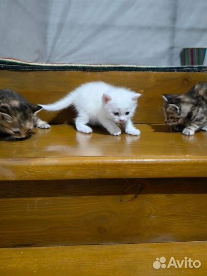 Кошки в добрые руки