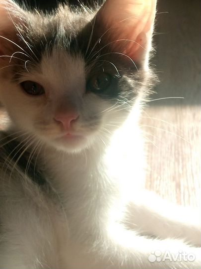 Отдаём очень милого котёнка в добрые руки