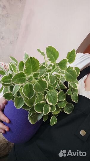 Мята комнатная сортовая плектрантус
