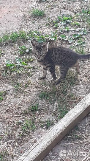 Кошка в дар бесплатно