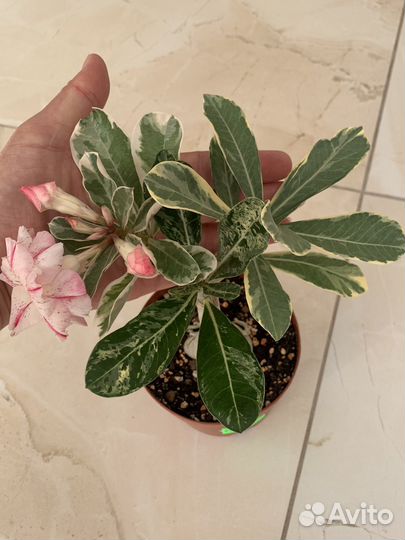 Адениум мультипрививка