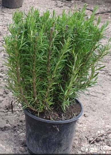 Розмарин саженцы