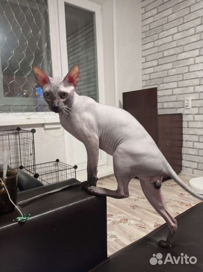 Кошечка от родителей сфинксов