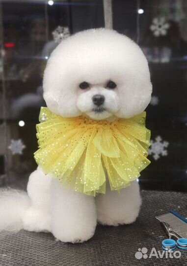 Салон красоты для животных