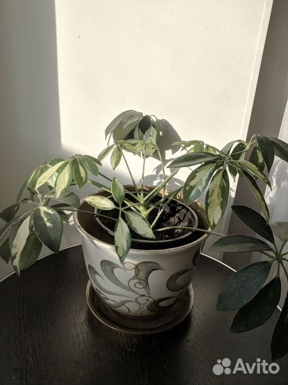 Шеффлера. Комнатные цветы