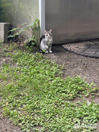 Кошка в дар бесплатно
