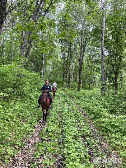 Конные прогулки по лесу