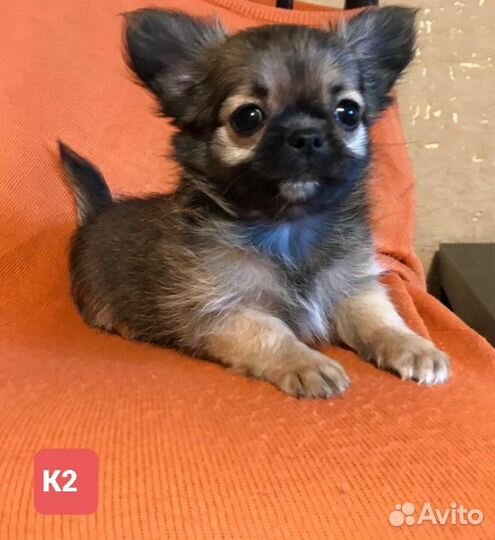 Щенки чихуахуа