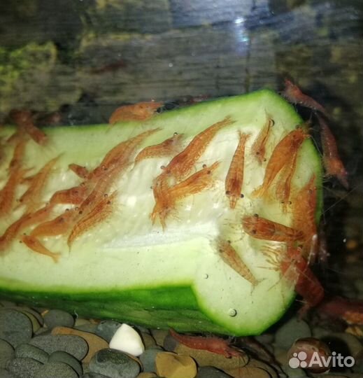 Креветки вишня