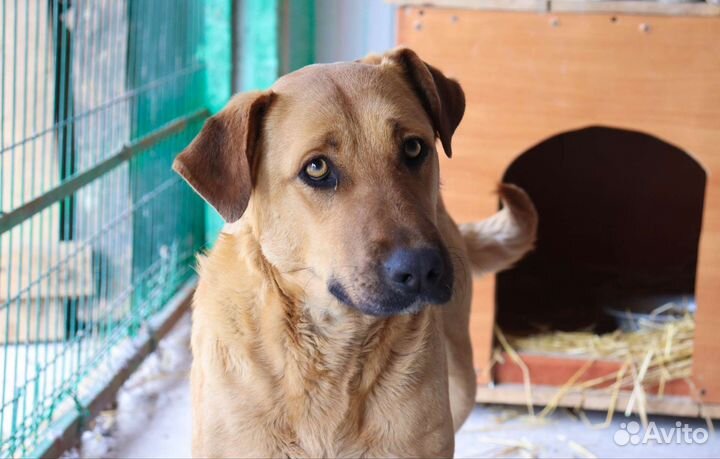 Метис лабрадора в дар