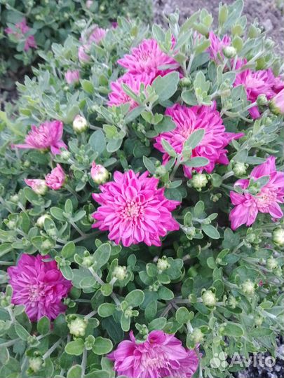 Хризантемы мультифлоры, розовой дейции