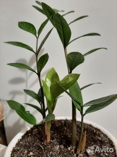 Замиокулькас